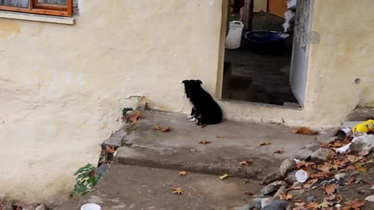 Kedi ile köpeğin dostluğu