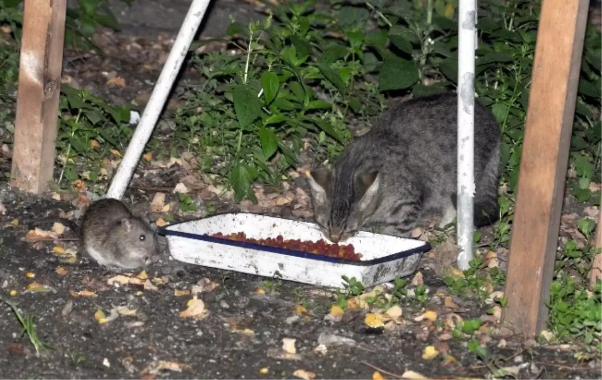 Kedi Yemeğini Fareyle Paylaştı