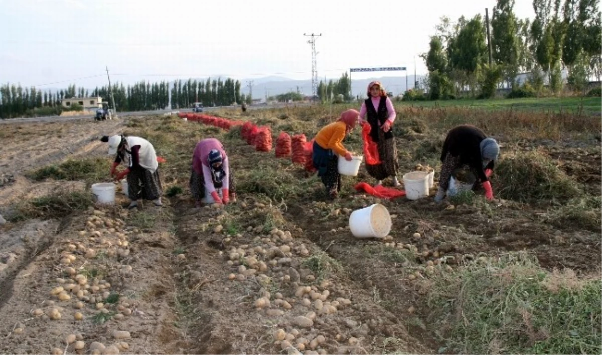 Nevşehir\'de Yazlık Patates Ekimi Sürüyor