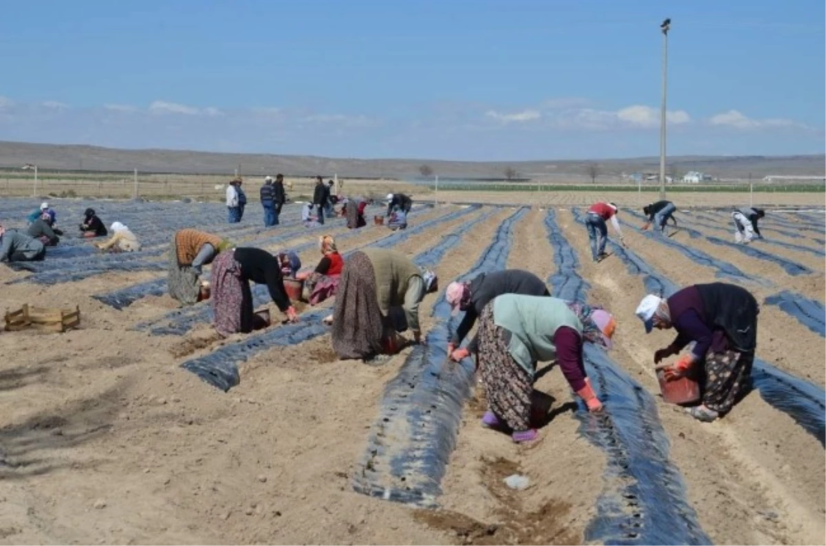 Niğde\'de Çilek Üretimi Yaygınlaştırılıyor