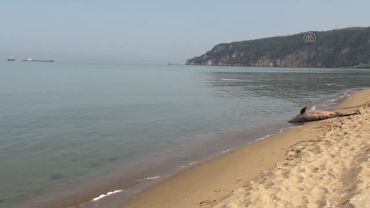 Bartın Sahilinde Ölü Yunus Kıyıya Vurdu