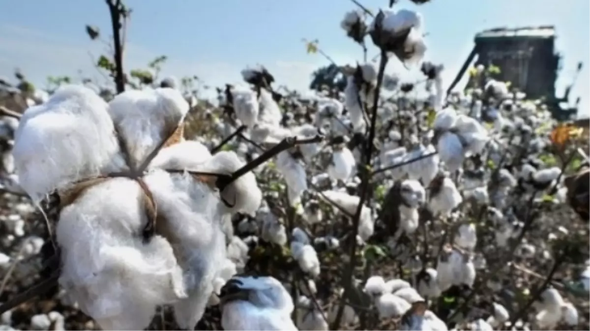 Şanlıurfa Ticaret Borsasında Ürün Fiyatları