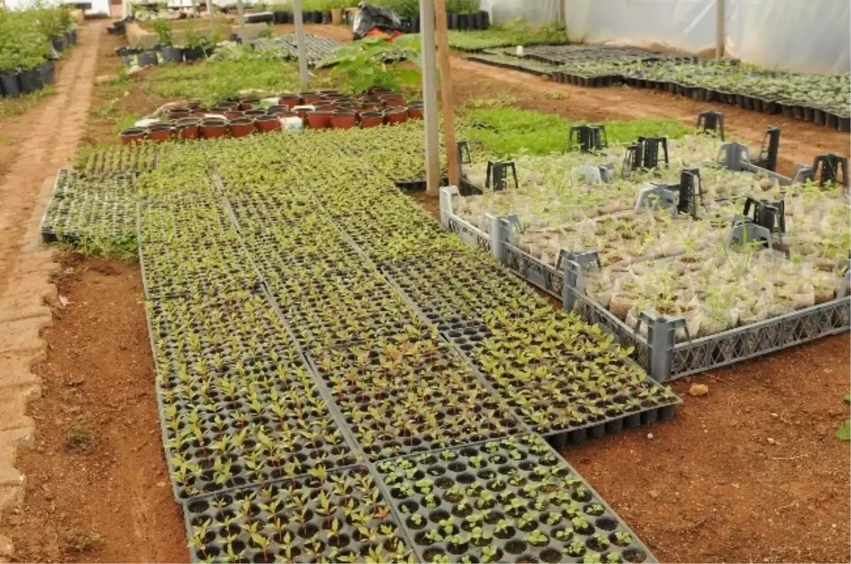 Tuam\'da Bitki Satışları Başladı