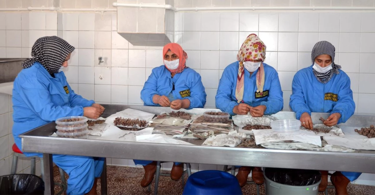 Tuzlu Balık Üretimi Yapan Kadın Girişimcinin Hedefi Dünya Pazarı