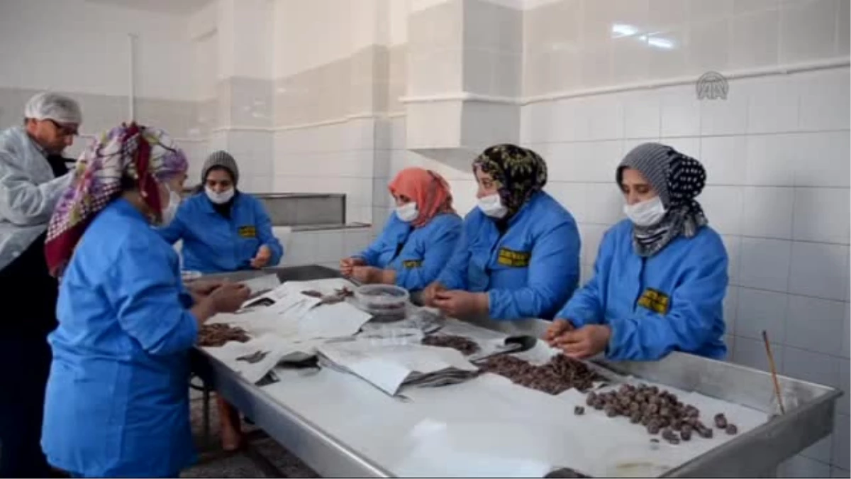 Tuzlu balık üretimi yapan kadın girişimcinin hedefi dünya pazarı
