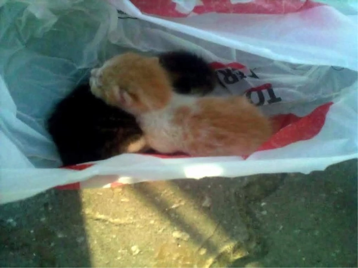 Nazilli\'de Yavru Kedileri Poşete Koyup Ölüme Terk Ettiler