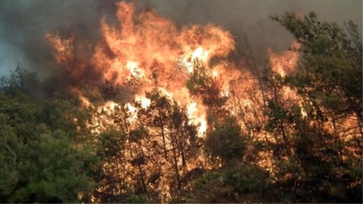 Şili\'de Orman Yangını