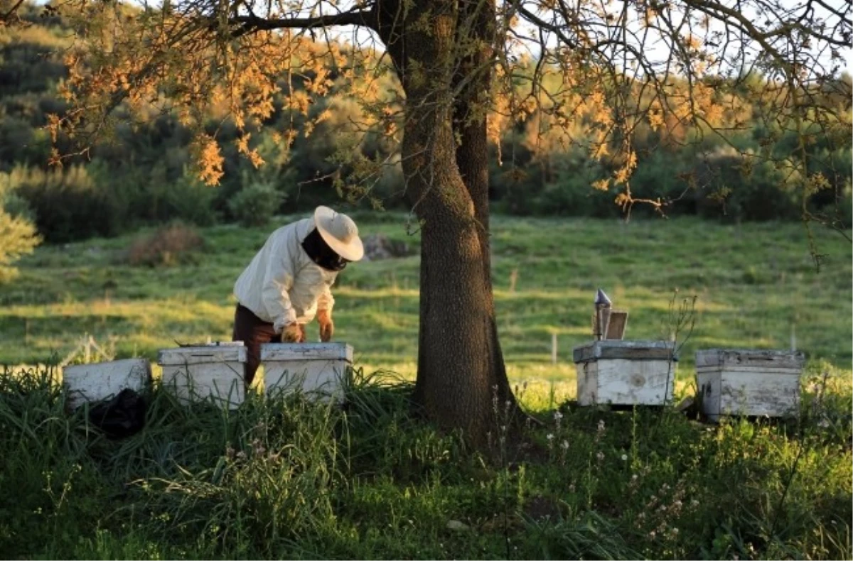 Arıcıyı Koruyan Proje Hayata Geçiriliyor