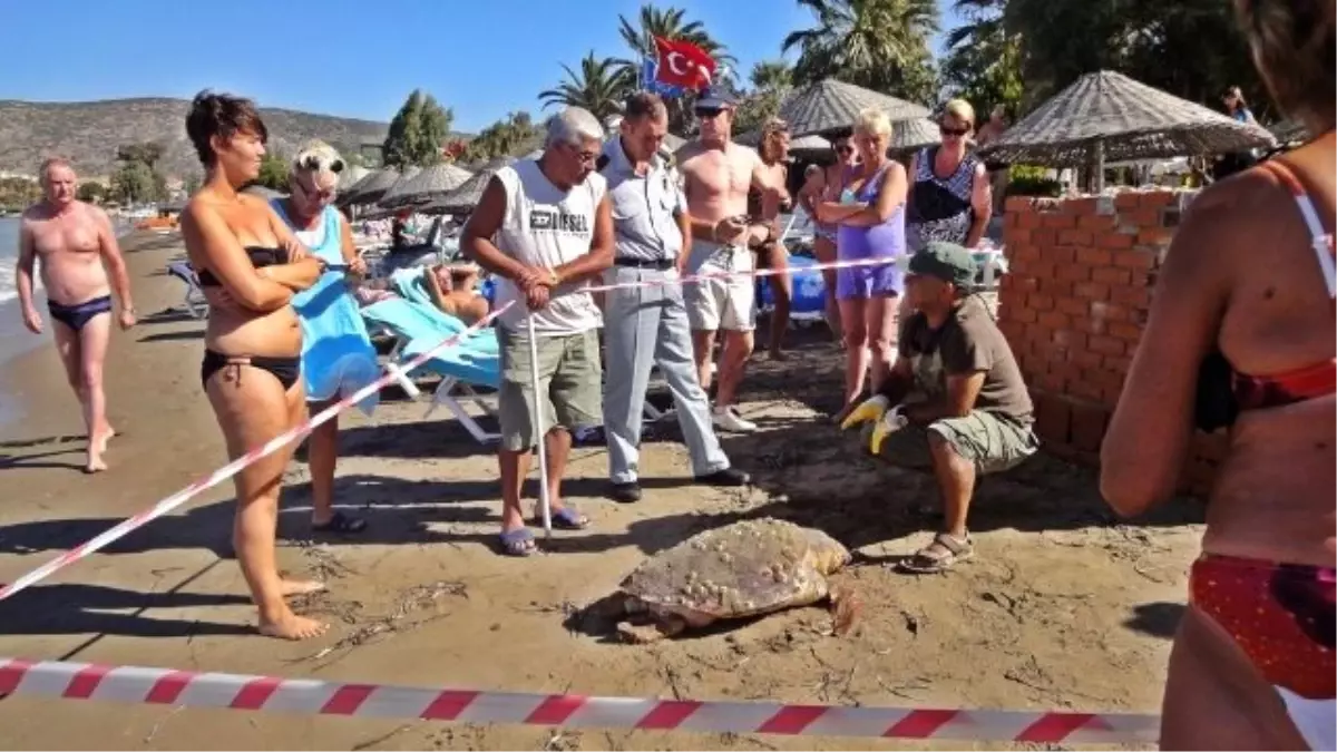 Kuşadası\'nda Ölü Caretta Caretta Sahile Vurdu