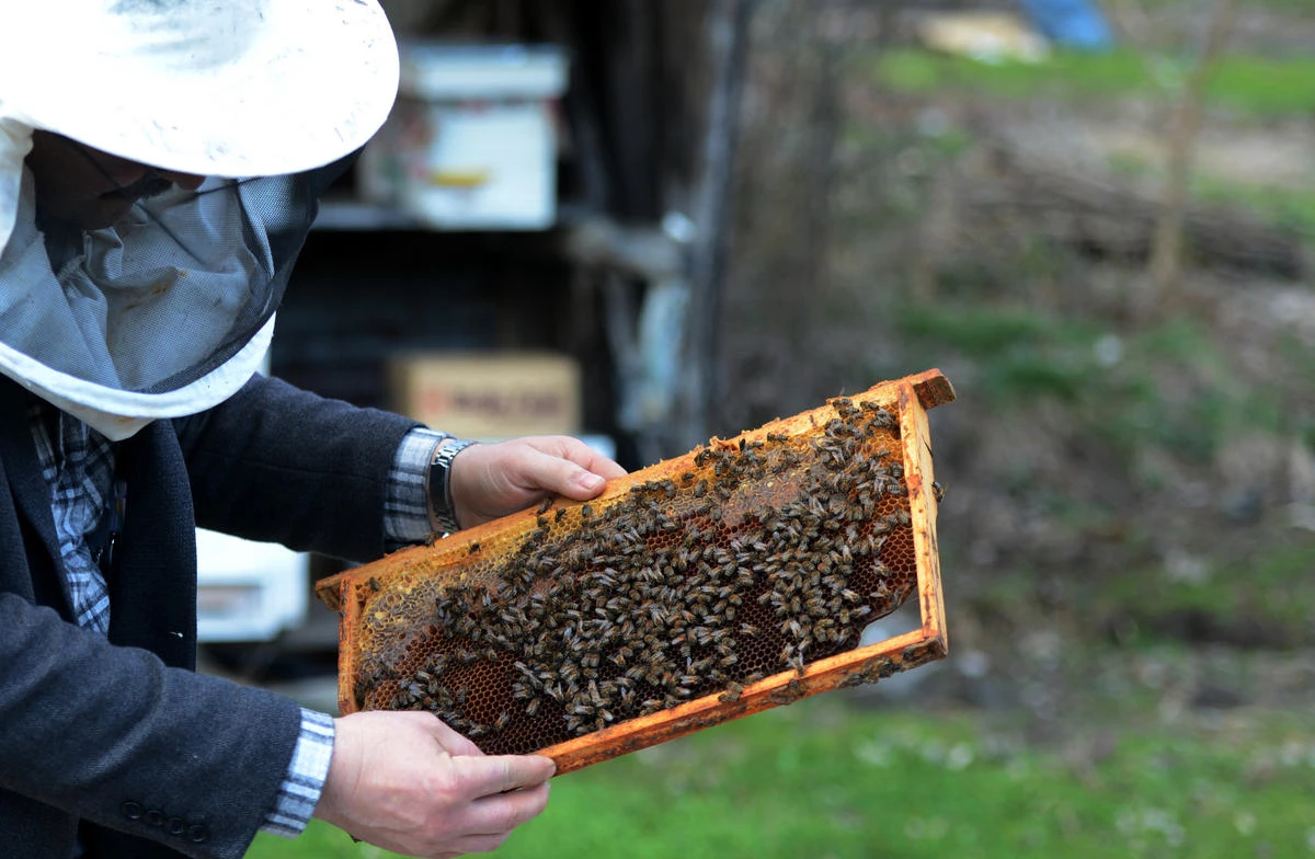 Bal Arıları, Hastalıklara Daha Dirençli Olacak