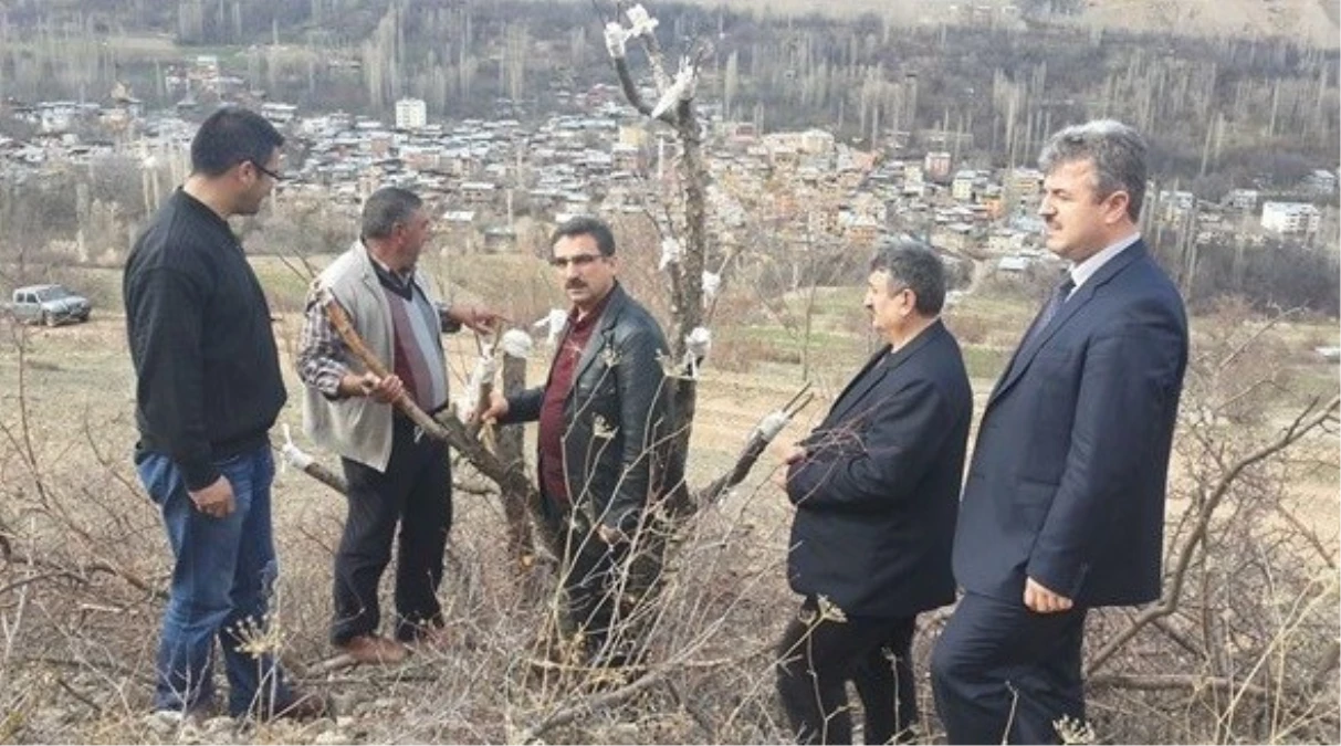 Erzurum Obm\'den Yabanıl Meyvelerin Ağaçlandırma Projesi