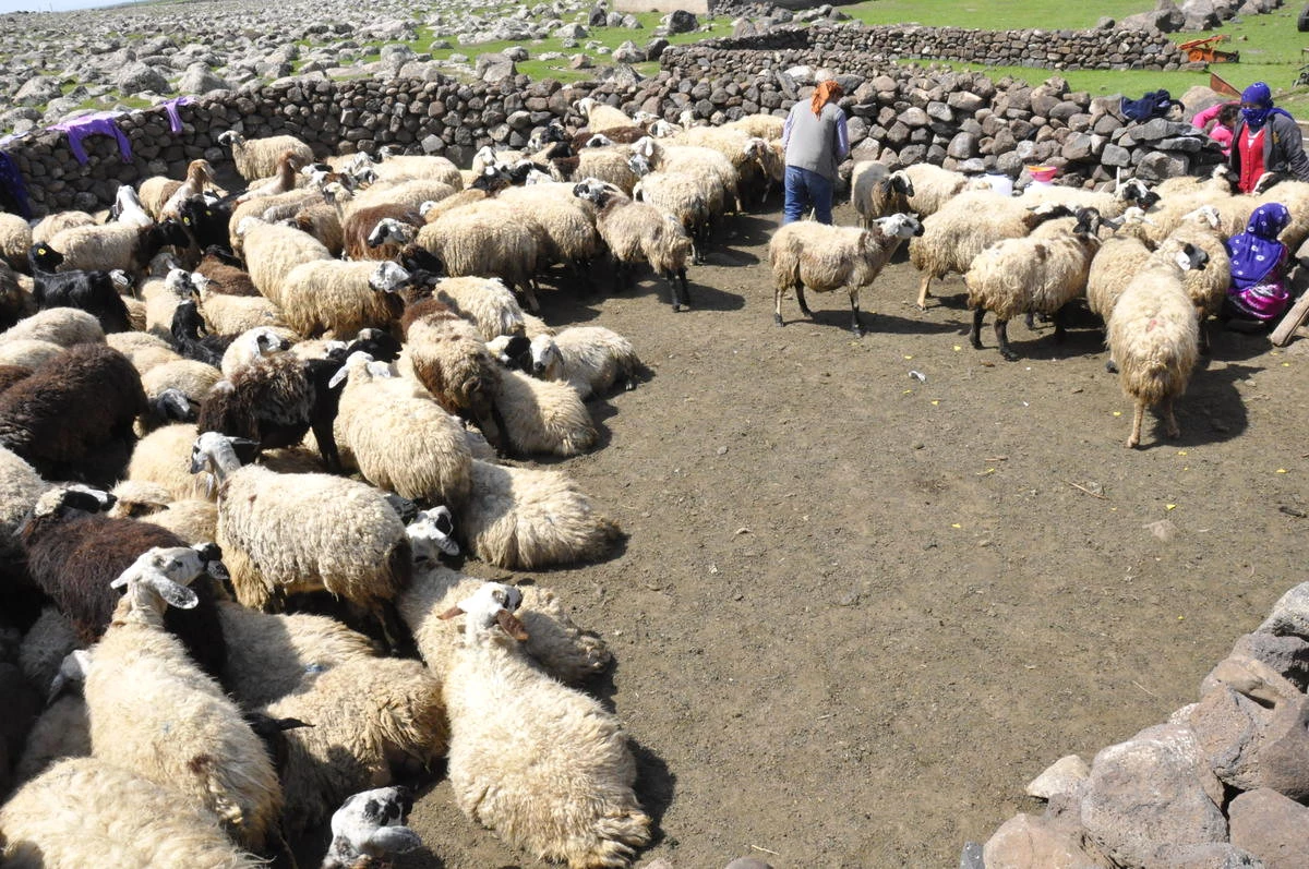 Güneydoğulu Besicilerin "Organik Besicilik" Talebi