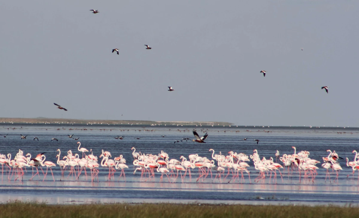 Kuş Cenneti Seyfe Gölü Kurudu