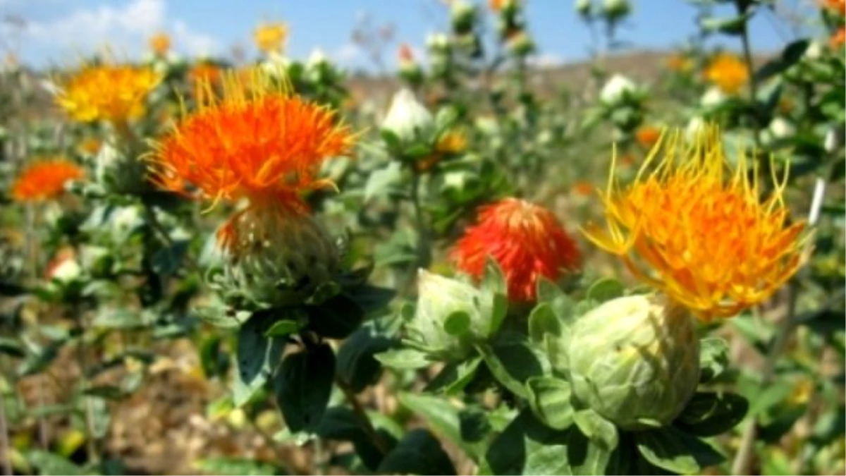 Başmakçı\'da Tıbbi ve Aromatik Bitki Yetiştiriciliği Kursu