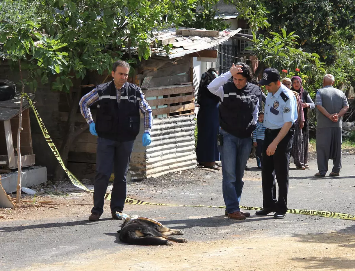 Polis, Meslektaşını Isıran Kurt Köpeğini Vurdu