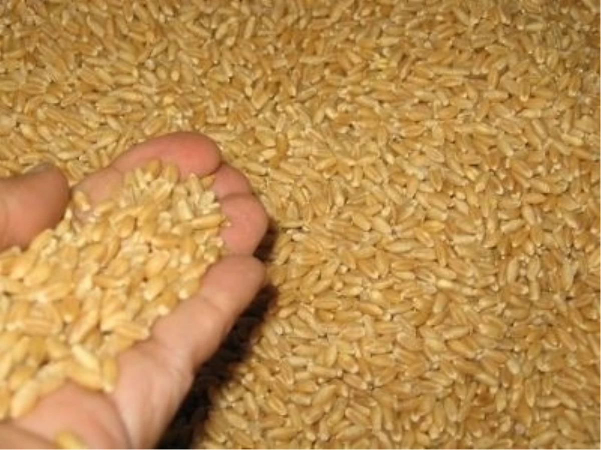 Uşak Ticaret Borsasında Buğday 0,84 Lira