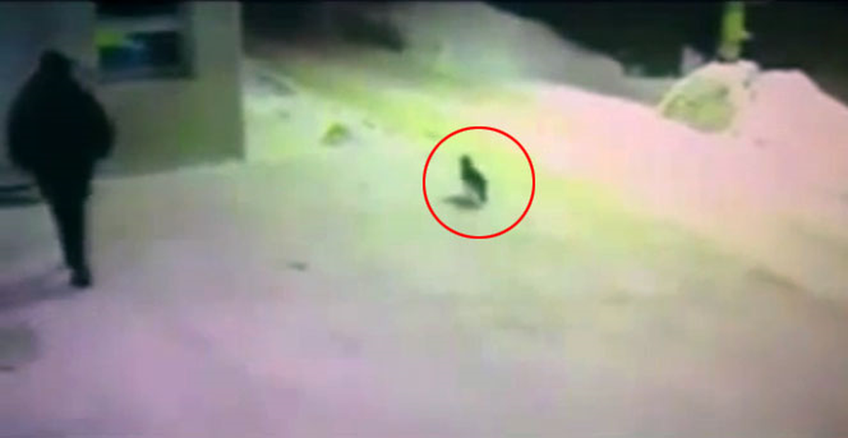 Yol Tarifi Soran Kedi