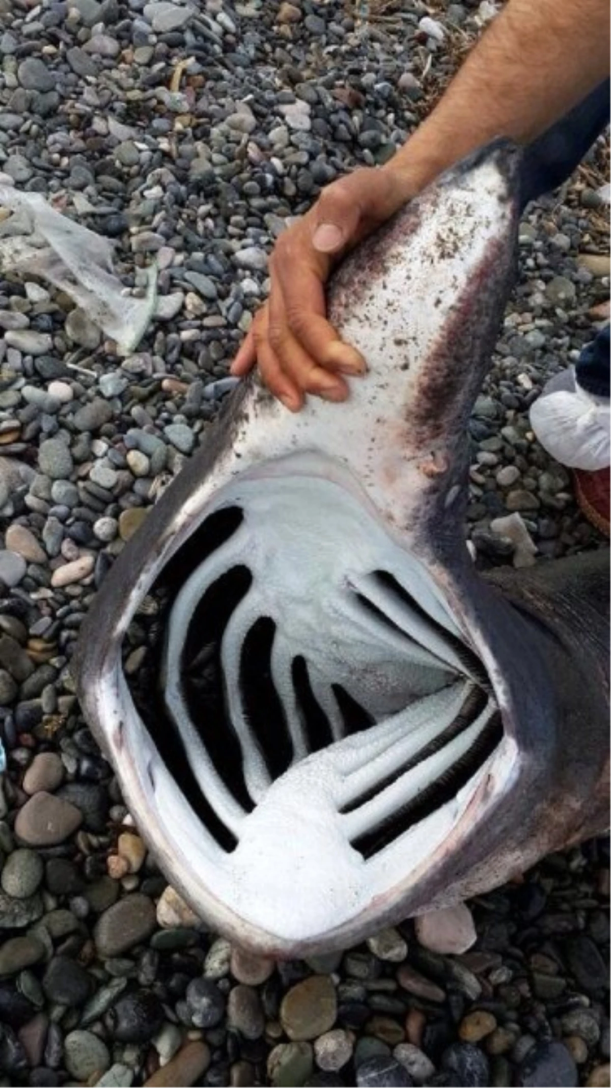 Akdeniz\'de Ağlara 200 Kilo Ağırlığında Balyoz Cinsi Köpek Balığı Takıldı