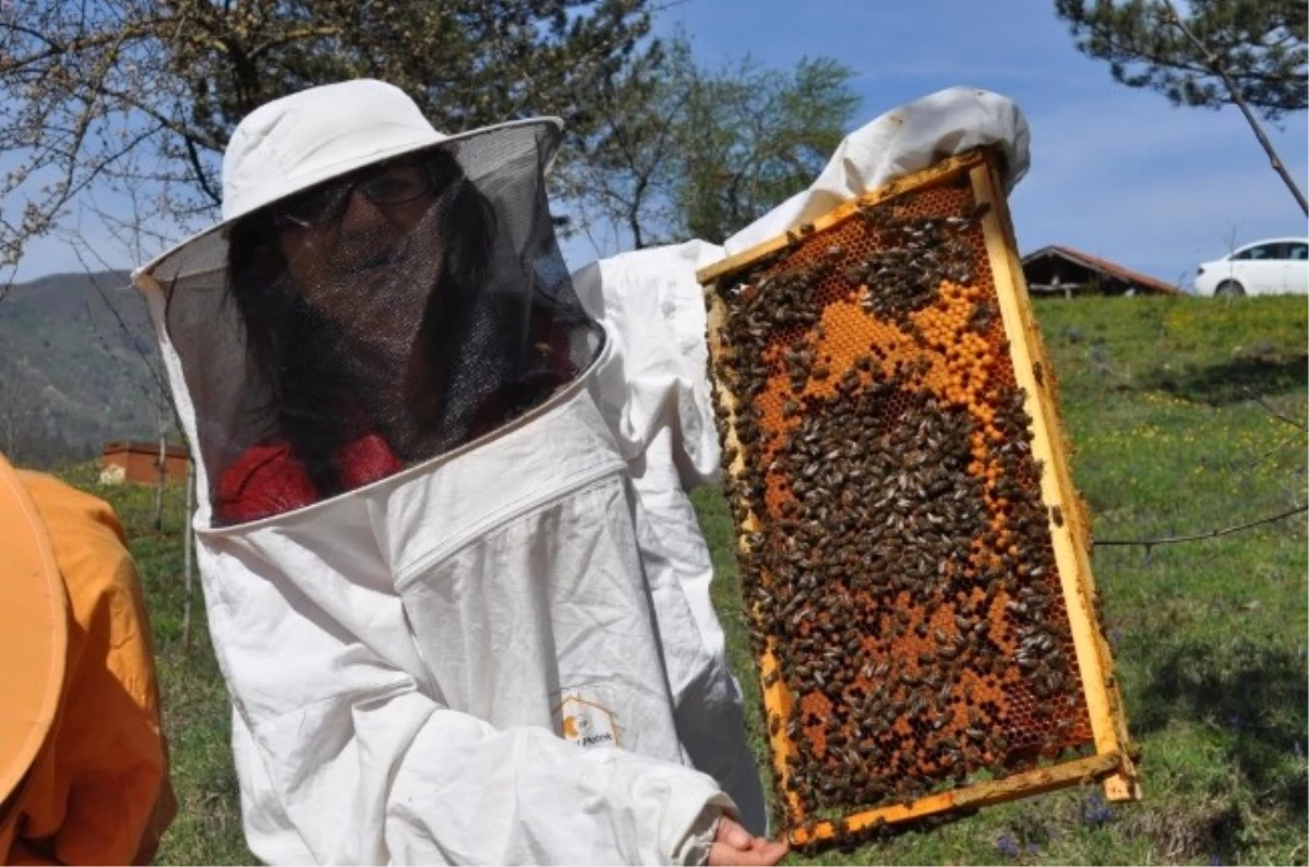 Arılar Artık Sokmayacak Mı?