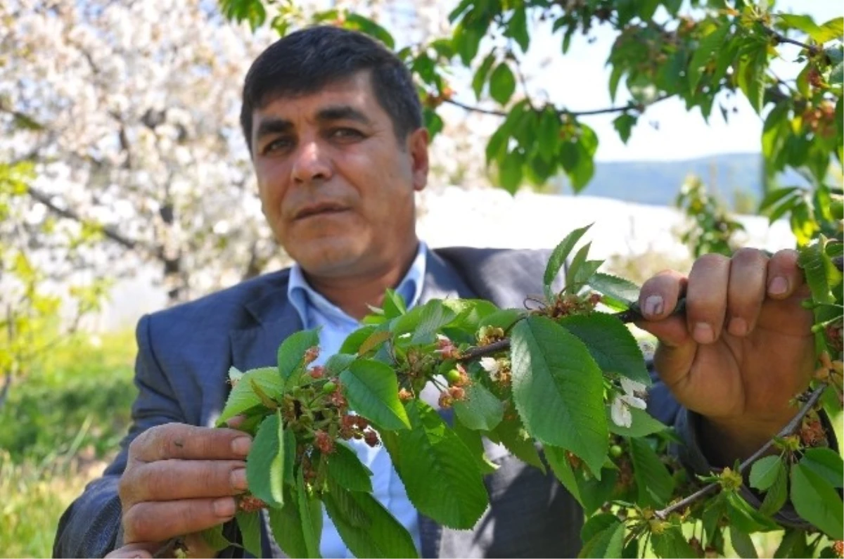 Bursa\'da Meyve Ağaçlarını Don Vurdu
