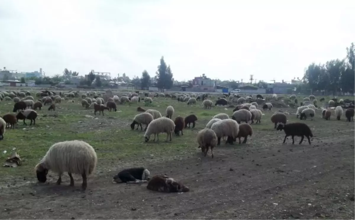 Can; "Kent Merkezinde Hayvan Beslemek ve Otlatmak Yasaktır"