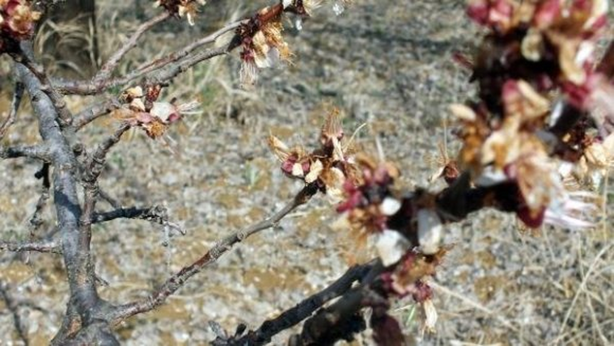 Elazığ Kayısı Üretiminde Don Hasarı Ağır