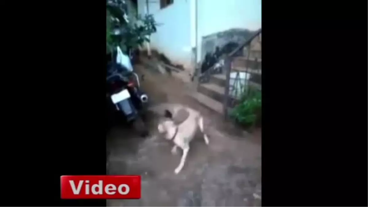 Horoz Köpeği Duman Etti