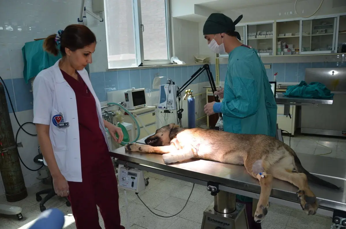 Kedi ve Köpeğe, "Özel Protez Takma Bacak" Operasyonu