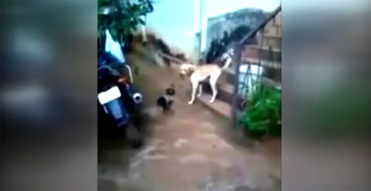 Köpeğe Horozlanan Horoz