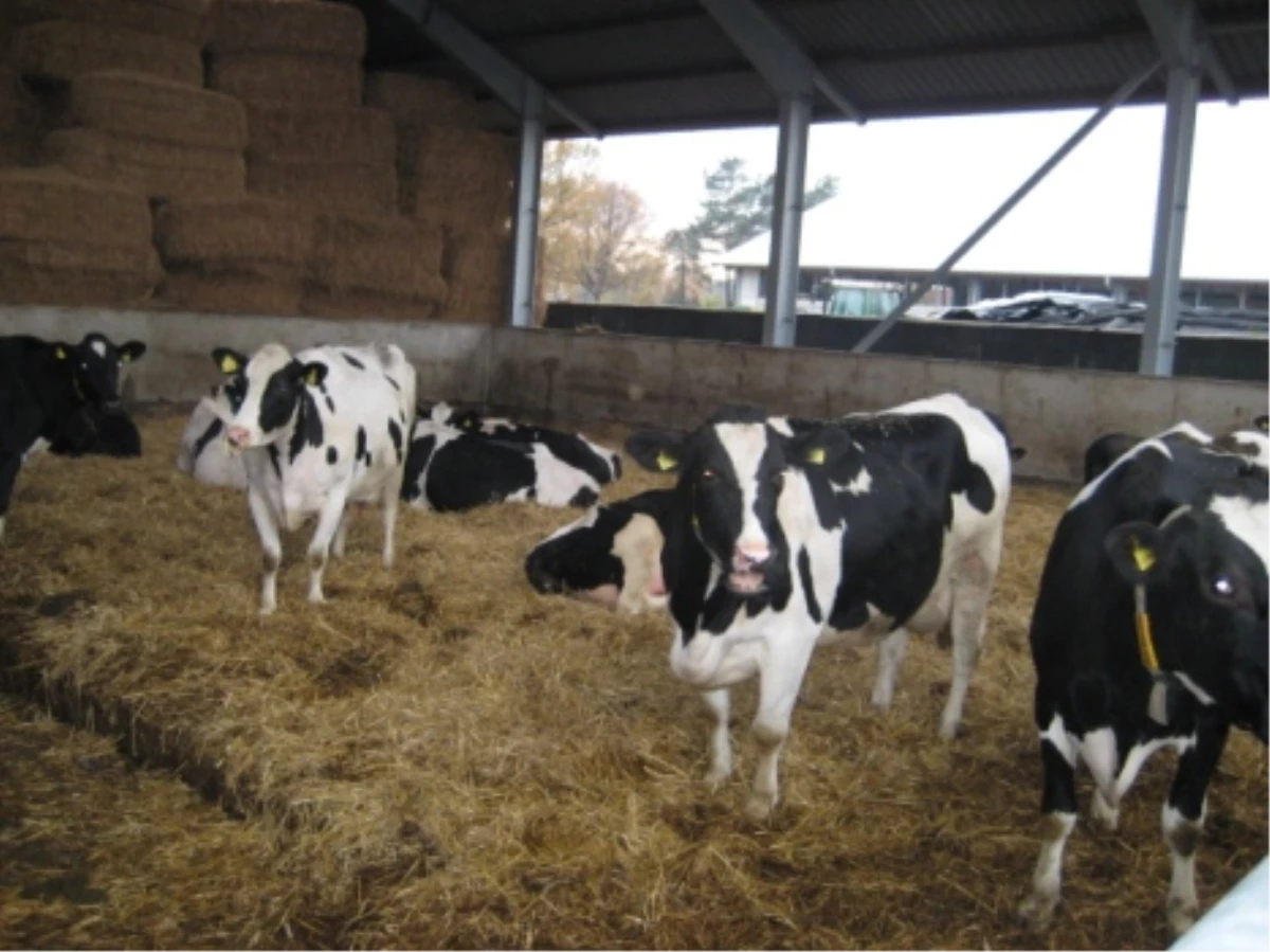 Beyşehir\'de Süt Sığırı Yetiştiriciliği Kursu