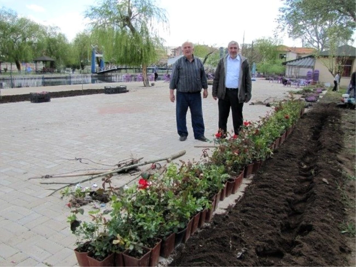Hisarcık Belediyesi Gül ve Çiçek Dikim Çalışmalarına Başladı
