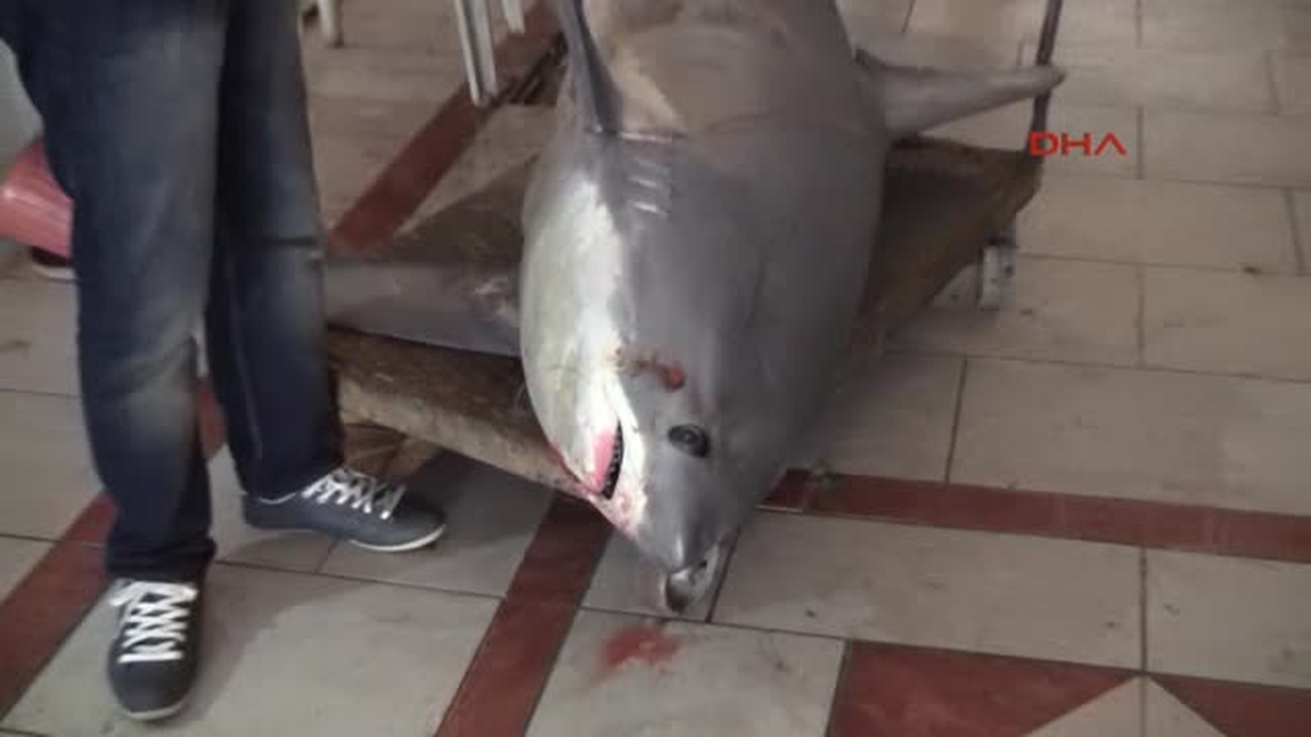 İskenderun\'da 450 Kiloluk Köpek Balığı Şaşırttı