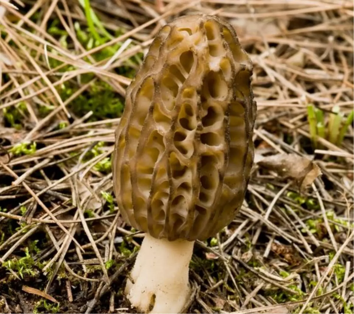 Kilogramı 70 Liraya Mantar