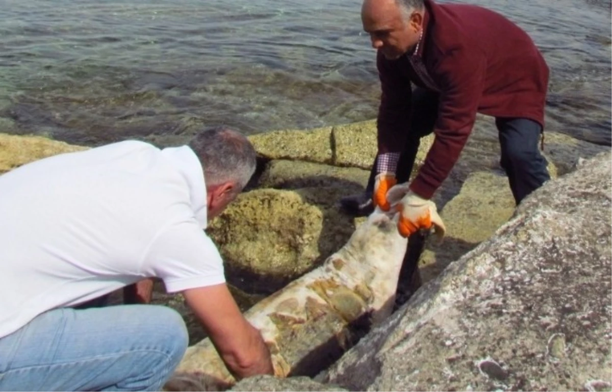 Kuşadası\'nda Bir Akdeniz Foku Ölü Bulundu