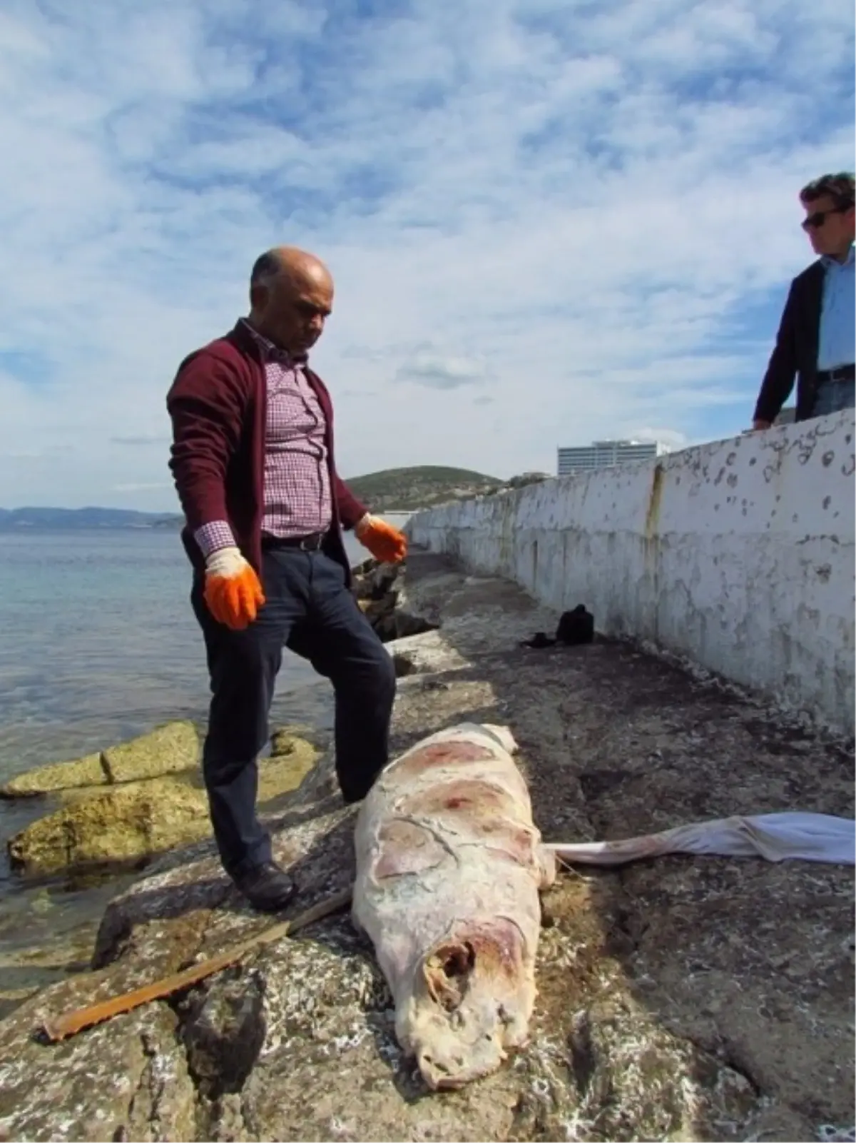 Kuşadası\'nda Ölü Akdeniz Foku Bulundu