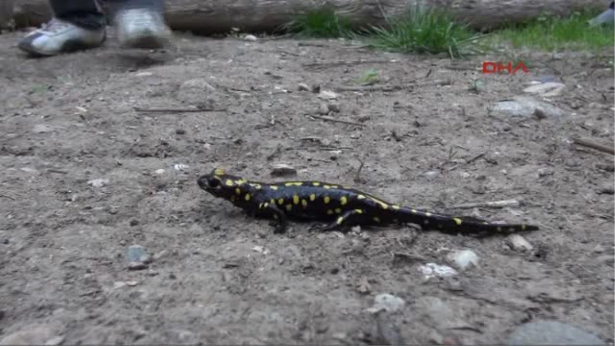 Sarı Benekli Kertenkeleyi Görenler Şaşırdı