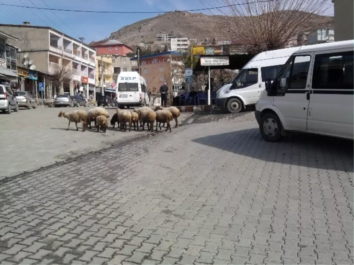 Vatandaşlardan Başıboş Hayvan Tepkisi