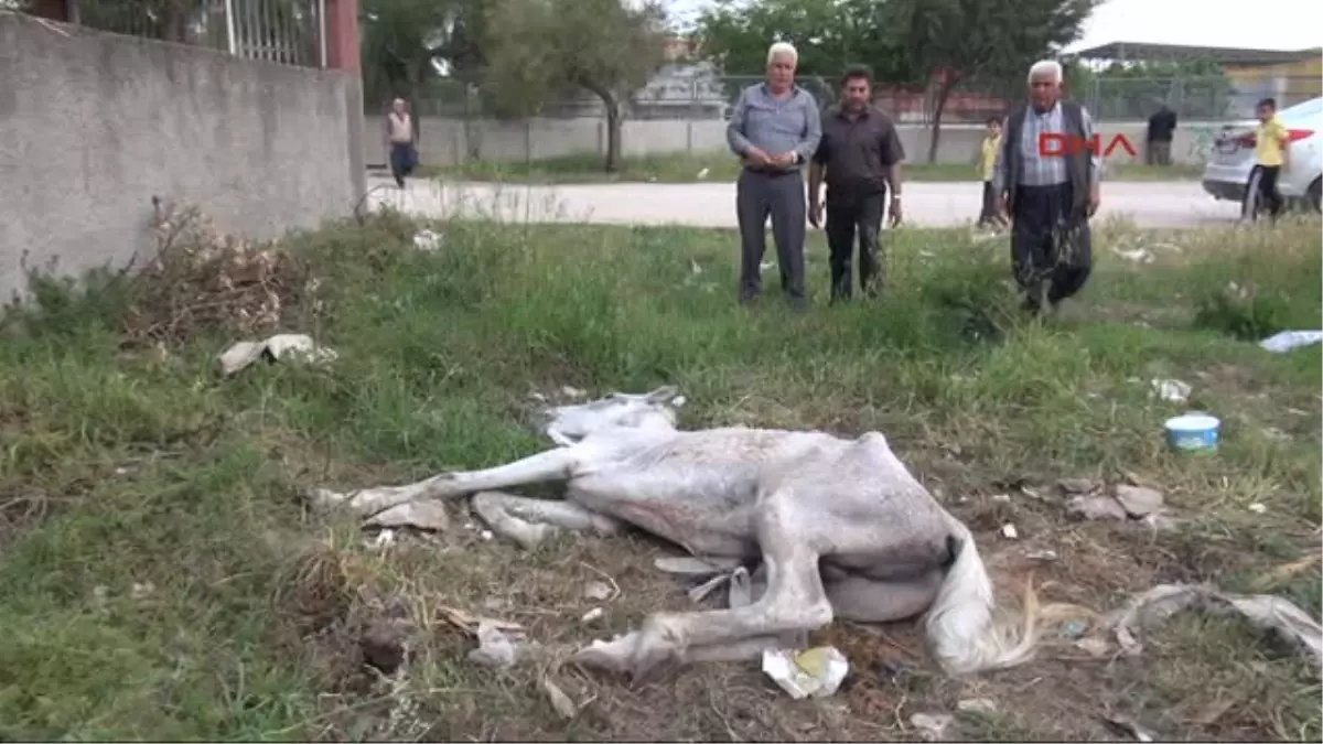 Adana\'da Ayağı Kırılan At Ölüme Terk Edildi