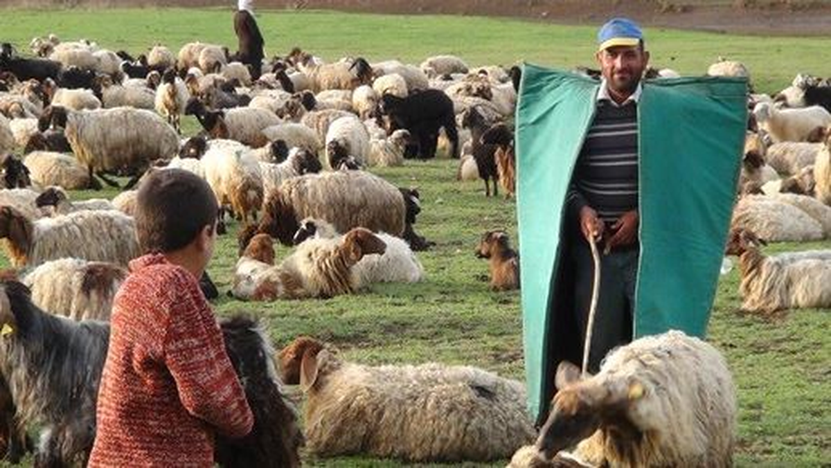 Çobanlık İçin Meslek Standardı Getirildi