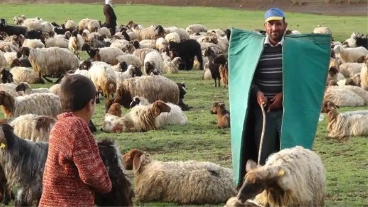 Sertifikalı Çobanlığa Kadın İlgisi Az