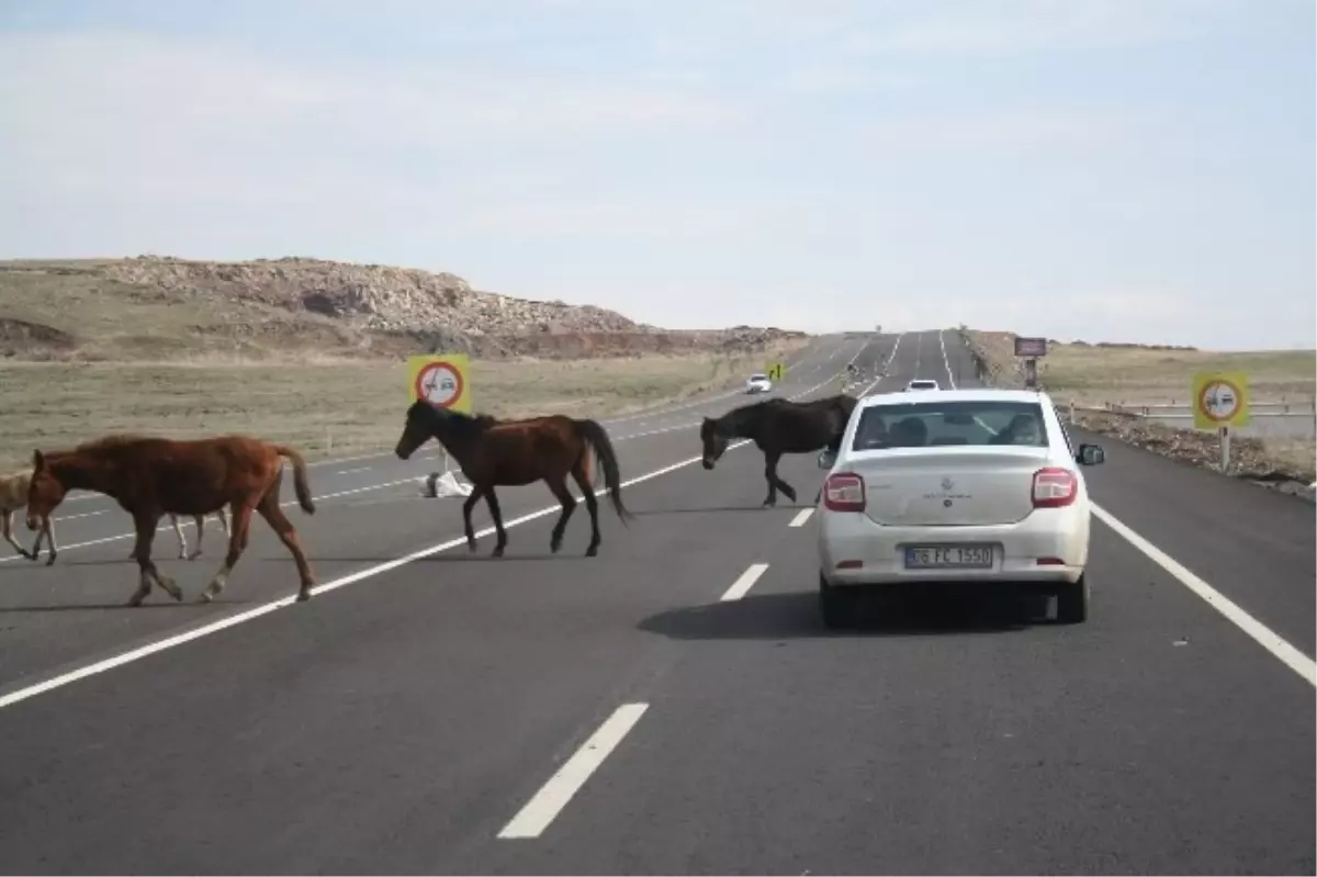 Başıboş Atlar Tehlike Saçıyor