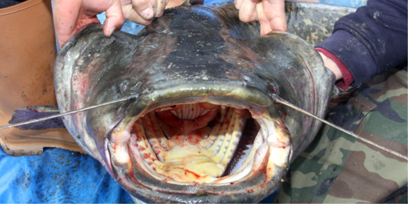 Meriç Nehri\'nde 50 Kiloluk Yayın Balığı Avladı