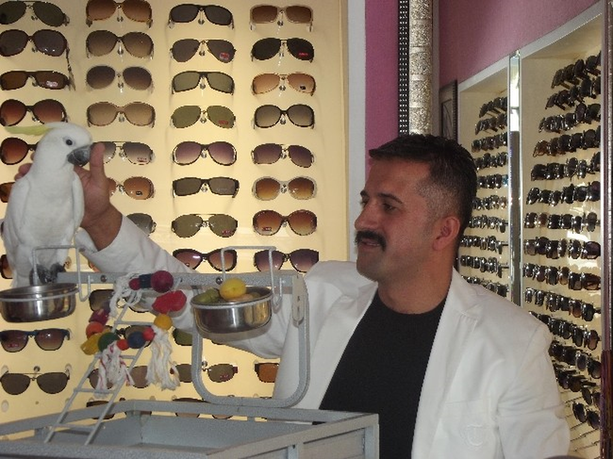 Kaybolan Papağanı Bulana Para Ödülü Verecek