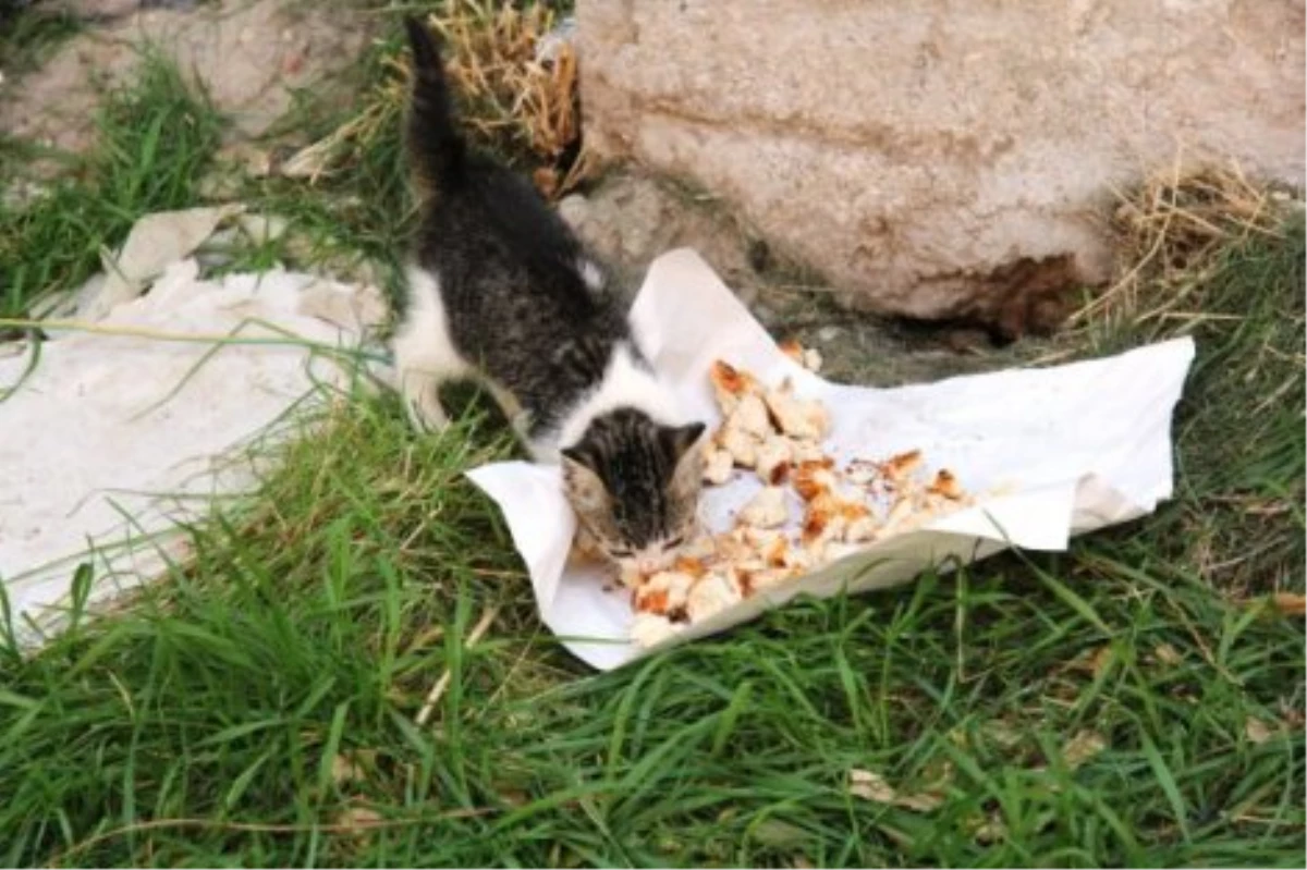 Adana\'da Görülmemiş Kedi Kurtarma Operasyonu