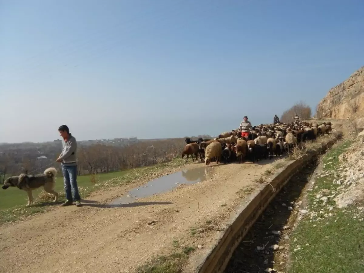 Adilcevaz\'da Yayla Dönemi Başladı