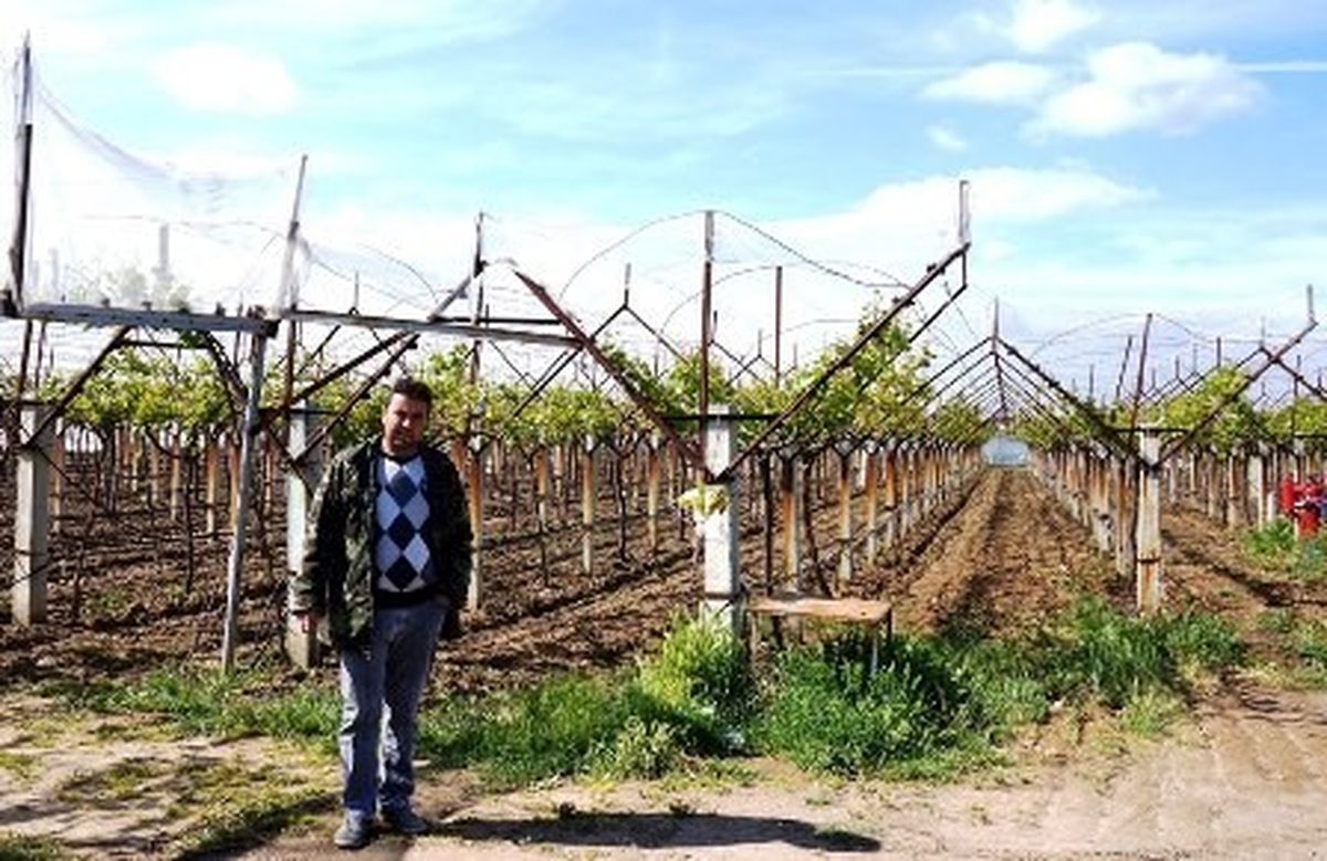 Üzüm Bağına "Dolusavar" Sistemi Kurdu