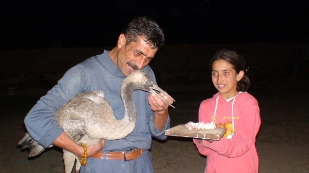 Yaralı Kuş Tedavi Altına Alındı