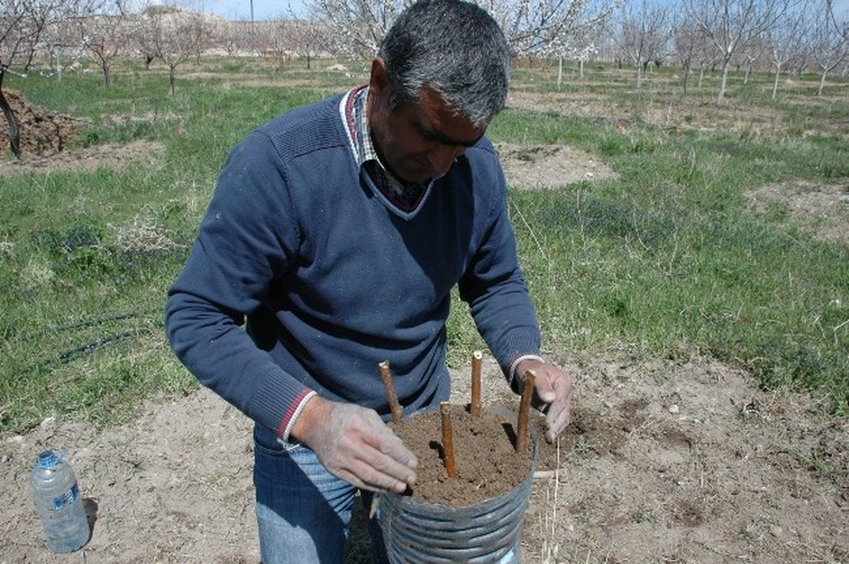 Dünyaca Ünlü Adilcevaz Cevizine İlk Defa Aşı Uygulandı