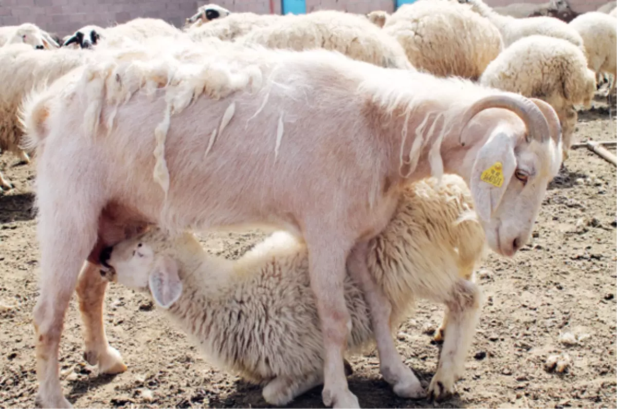 Meradan Gelen Koyunlarla Kuzuların Buluşması