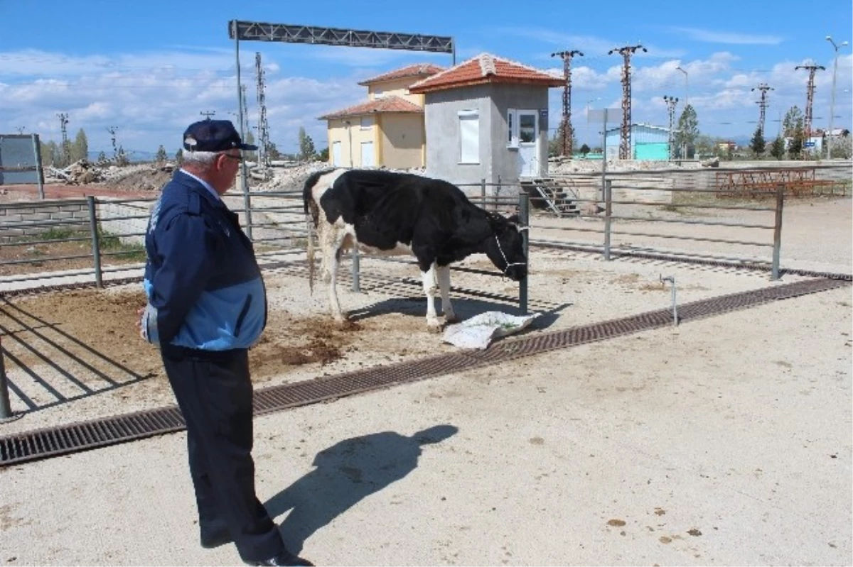 Zabıta, Düvenin Sahibini Bulmak İçin Seferber Oldu